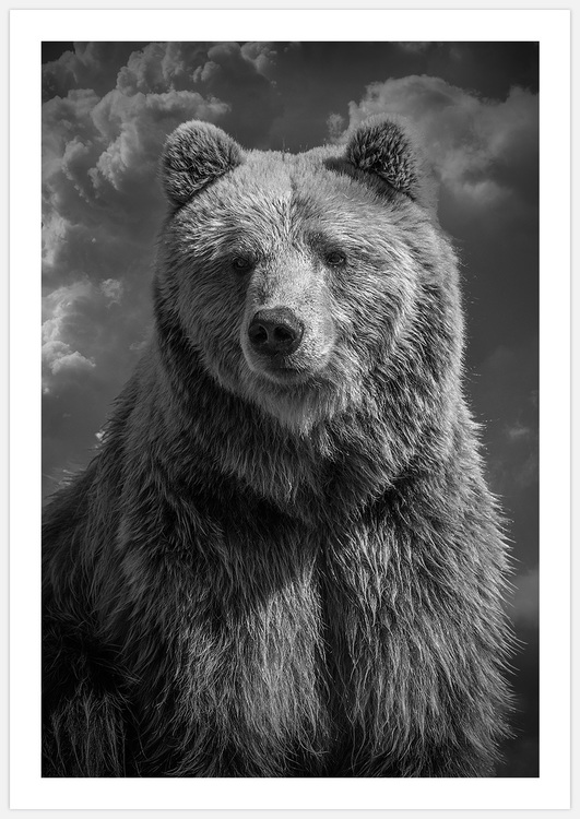 Tavla med björn Art Print Bear Close Up Foto Insplendor Art Studio i Sverige.