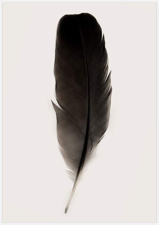 Black Feather 2 Art Print
