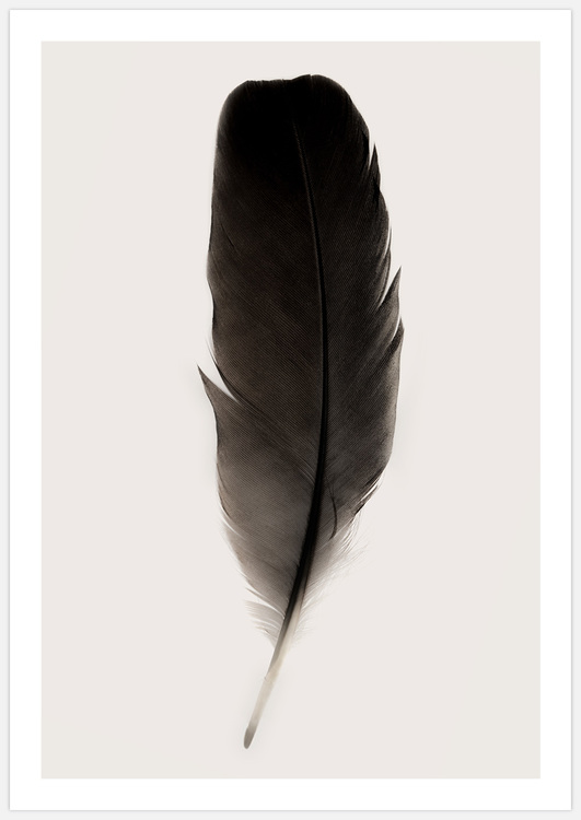 Black Feather 2 – Fine Art Print