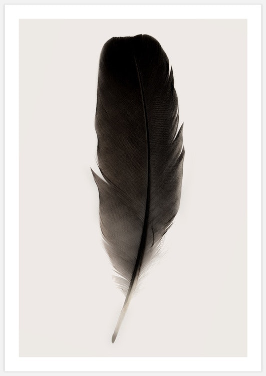 Black Feather 2 Art Print