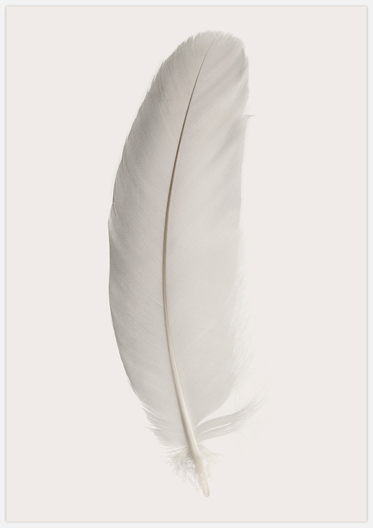 White Feather 2 – Fine Art Print