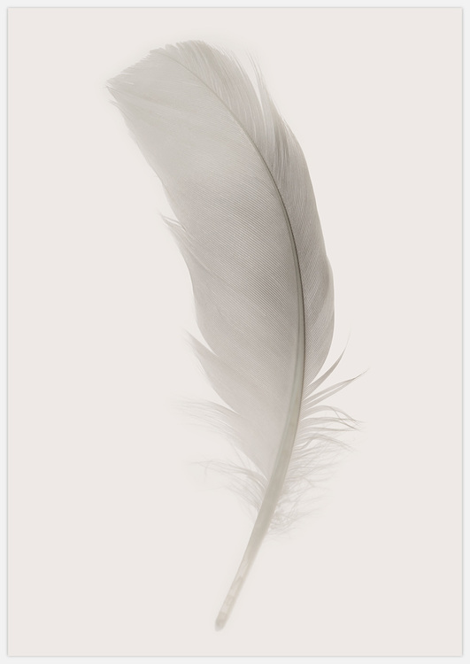 White Feather Art Print