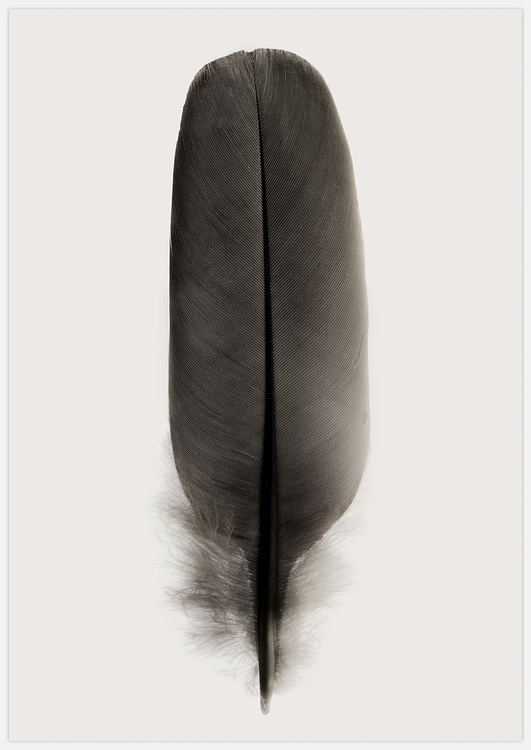 Tavla med svart fjäder Art Print black feather, foto Insplendor Art Studio i Sverige.