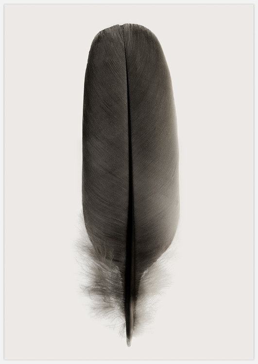 Black Feather Art Print