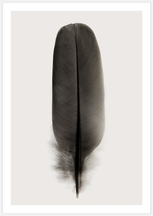 Black Feather Art Print