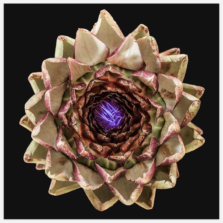 The Artichoke Art Print