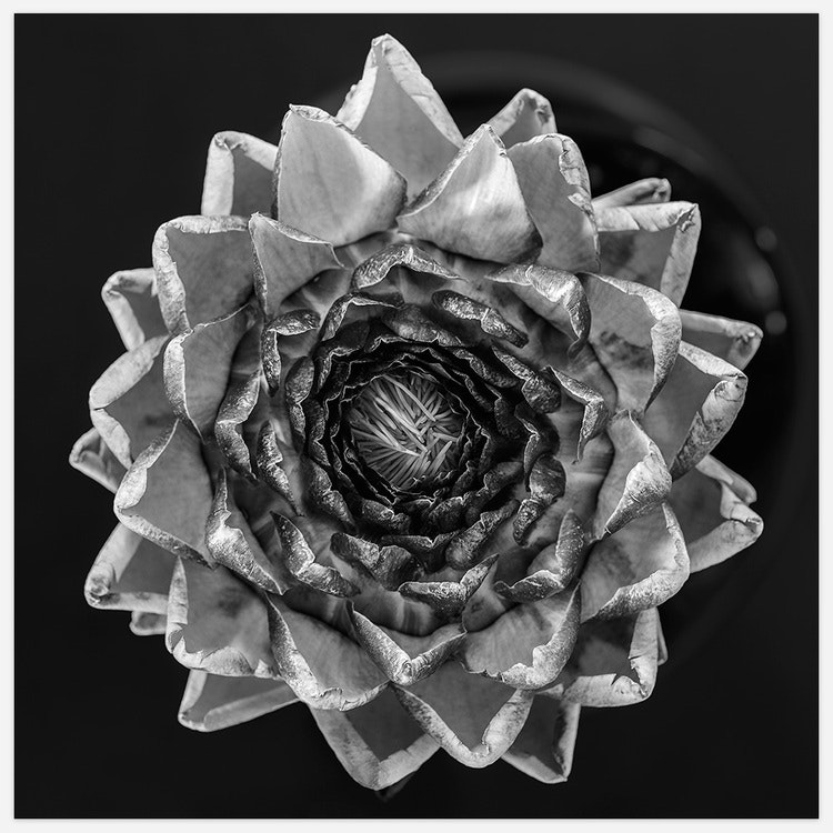 Artichoke B&W Art Print