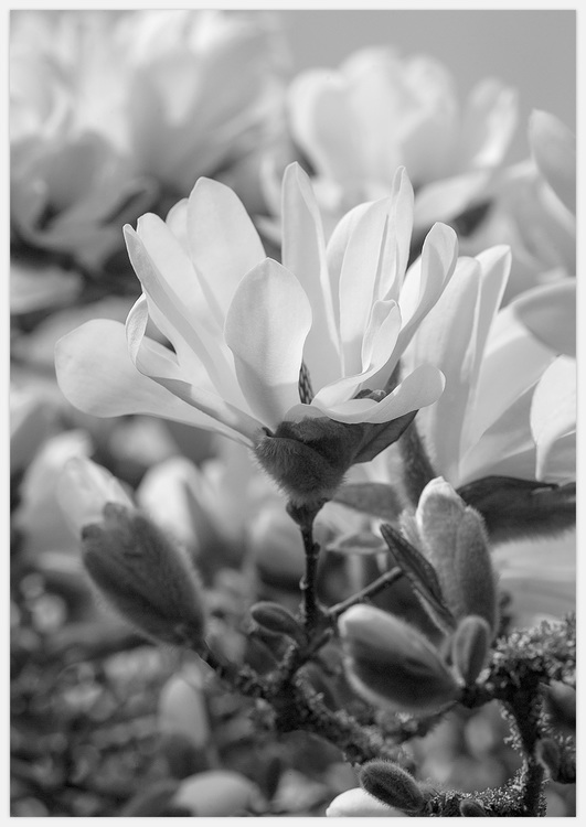 Tavla med Magnolia svartvit blomma, foto Insplendor Art Studio i Sverige.