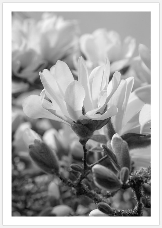 Magnolia B&W 3 Art Print