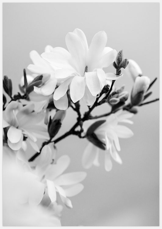 Tavla magnolia konst. Svartvit foto Insplendor Art Studio i Sverige.