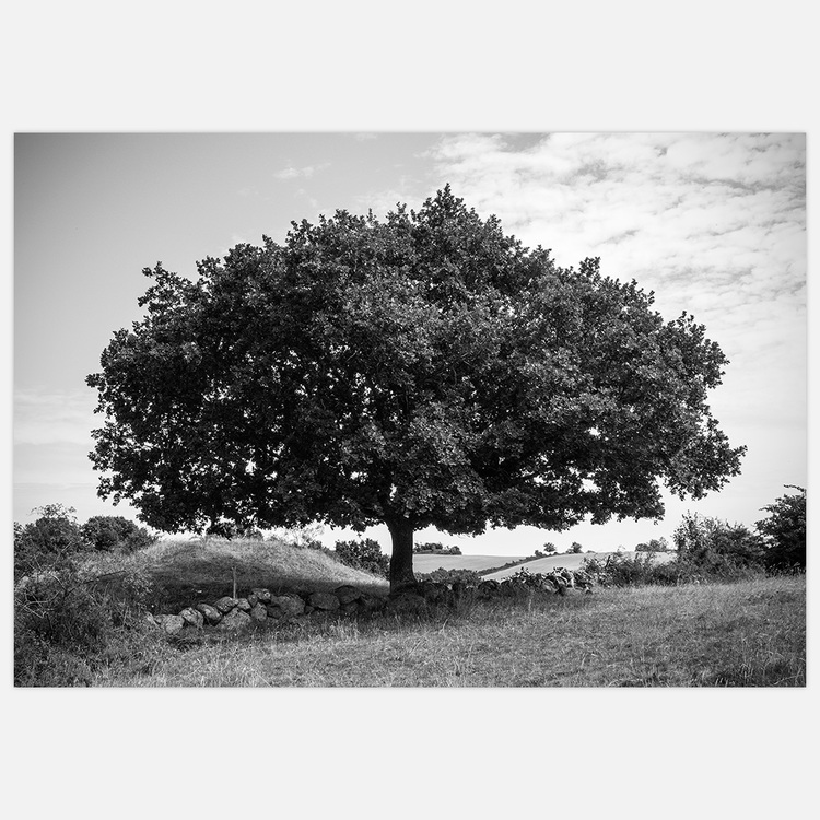 Tavla Fantastiskt träd, svartvit fotokonst av Insplendor Art Studio i Sverige.