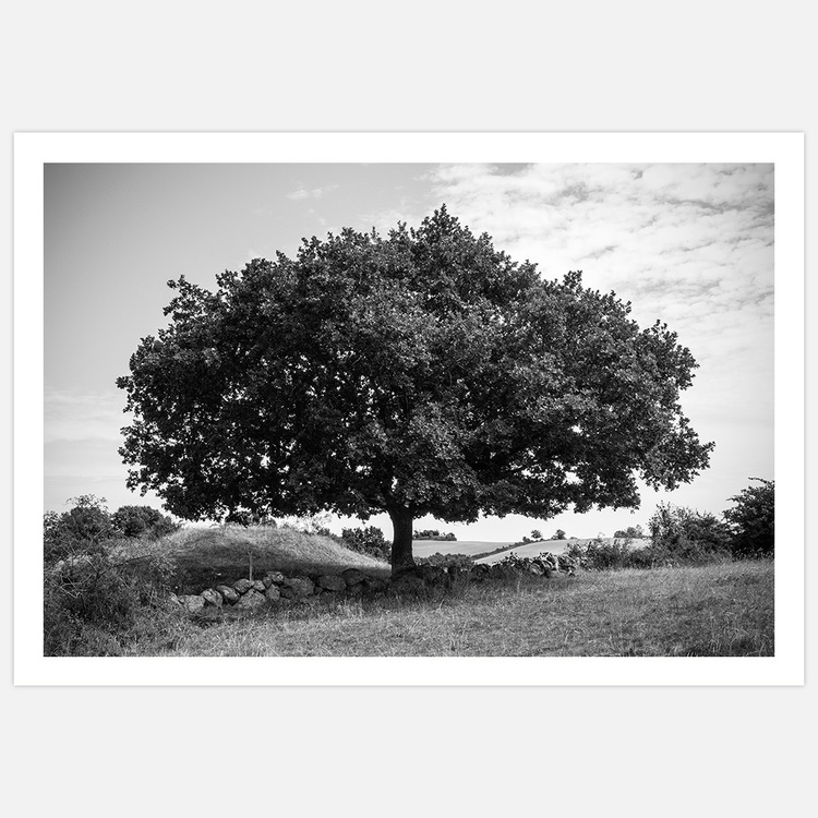 Tavla Fantastiskt träd, svartvit fotokonst av Insplendor Art Studio i Sverige.
