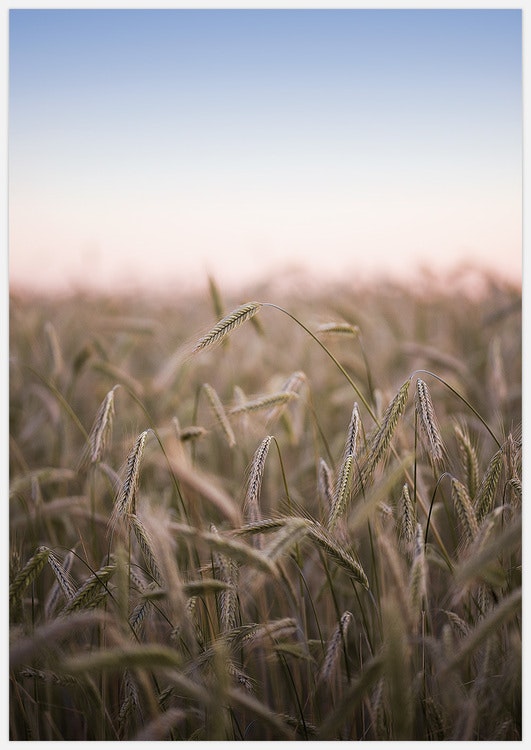 Sunset Field Art Print