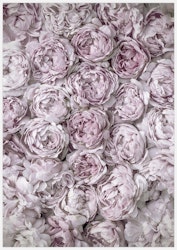 Rose Blossom – Fine Art Print