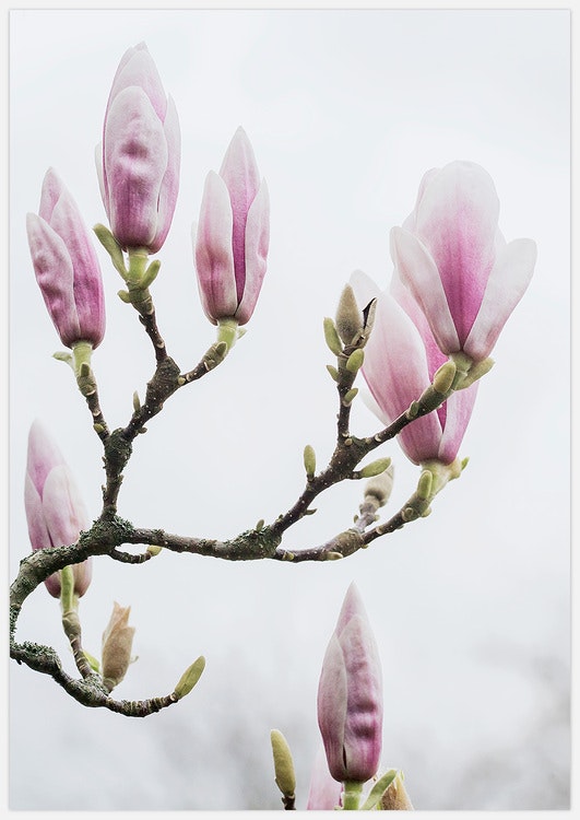 Tavla med Magnoliaknoppar, fotograferad av Insplendor art studio