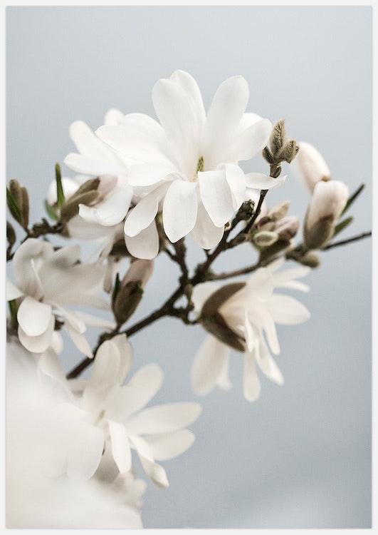 White Magnolia 2 – Fine Art Print