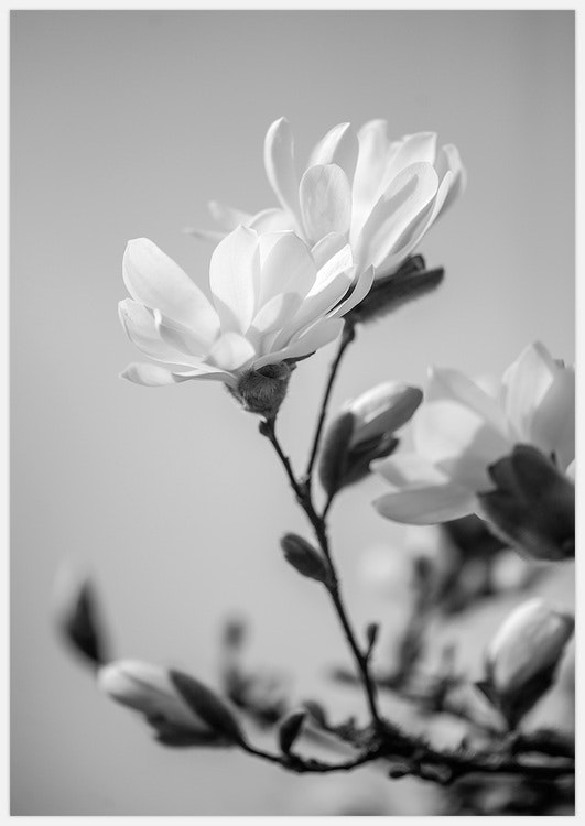 Tavla med Magnolia i Svartvitt, foto Insplendor Art Studio i Sverige.