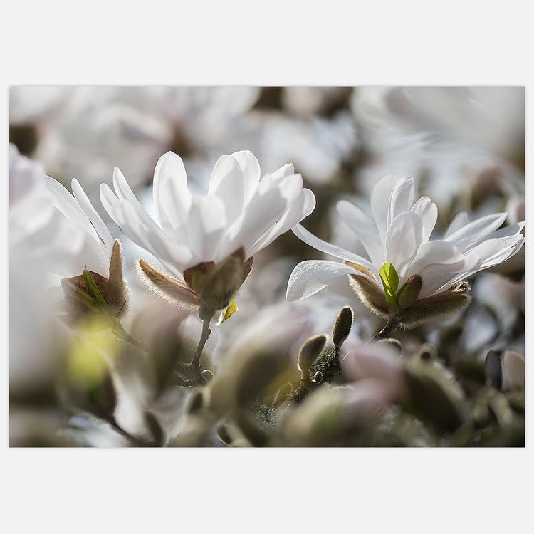 Tavla med Magnolia blomma. Foto Insplendor Art Studio i Sverige.