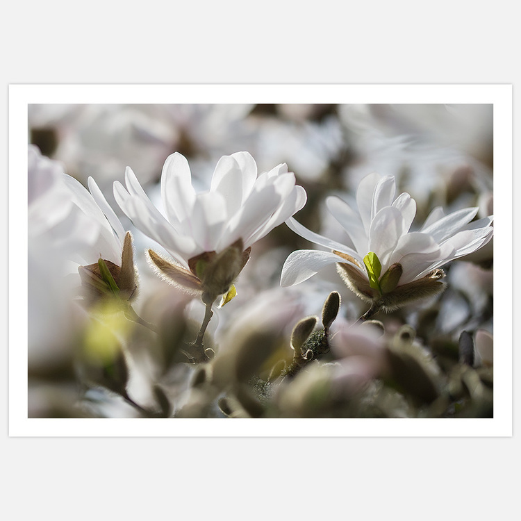 White Magnolia Bloom – Fine Art Print