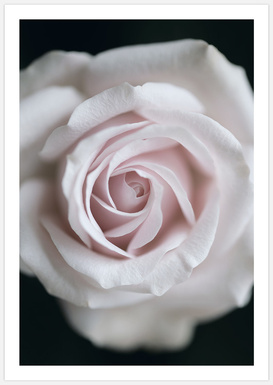 Pink Rose 3 – FIne Art Print