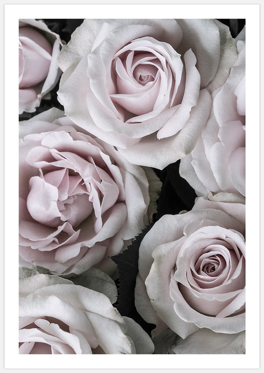 Pink Roses 4 – Fine Art Print