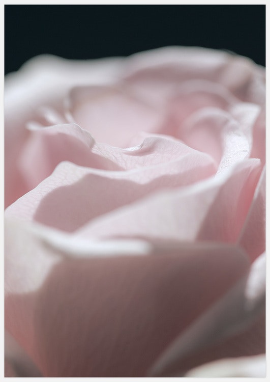 Pink Rose 2 – Fine Art Print