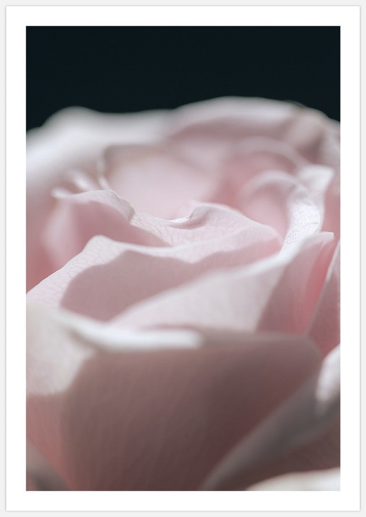 Pink Rose 2 – Fine Art Print