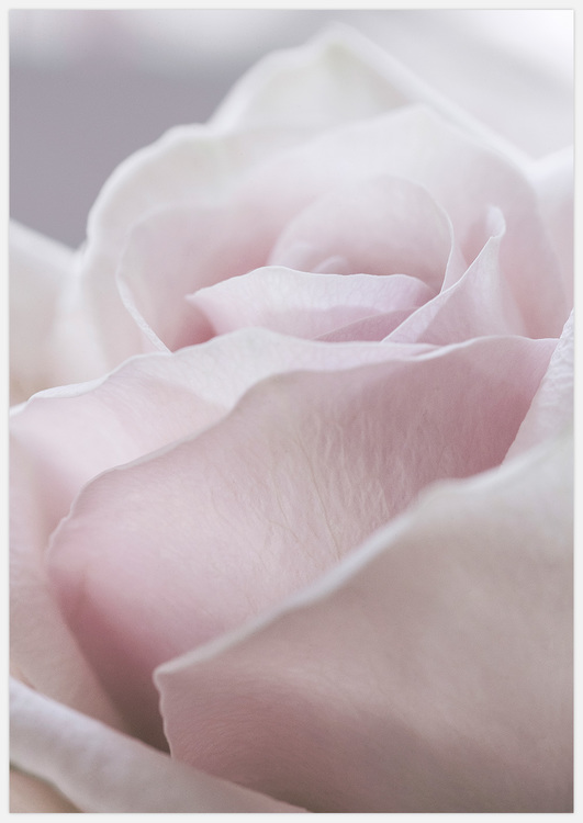 Gorgeous Rose Art Print