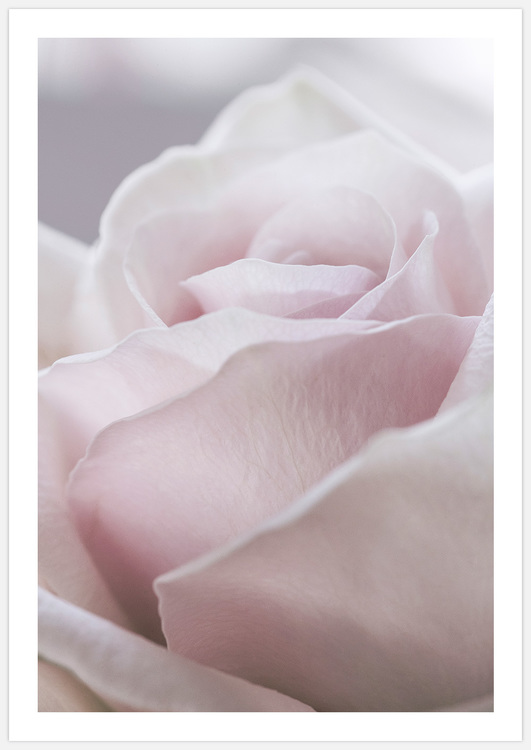 Gorgeous Rose – Fine Art Print