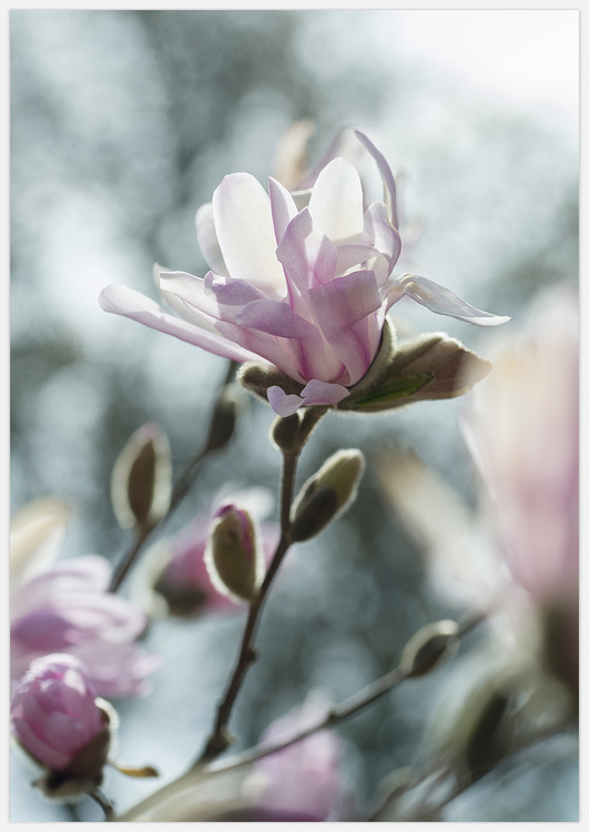 Pink Magnolia – Fine Art Print