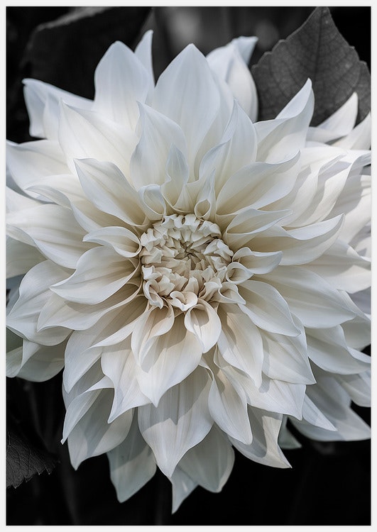 White Dahlia 2 – Fine Art Print