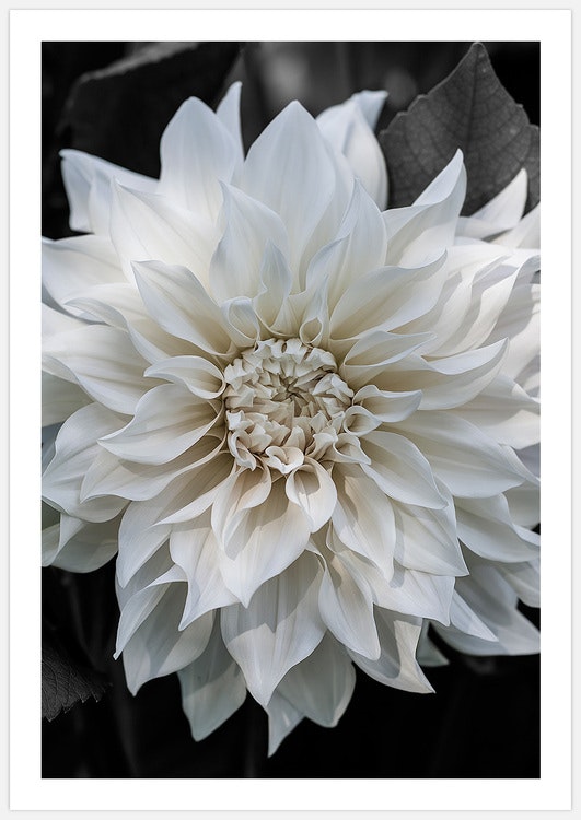 White Dahlia 2 – Fine Art Print