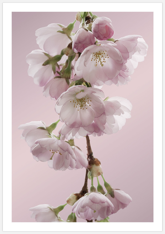 Cherry Blossom 2 in Pink – Fine Art Print