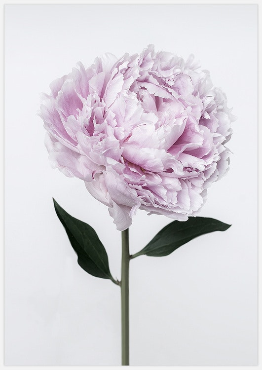 Pink Peony – Fine Art Print