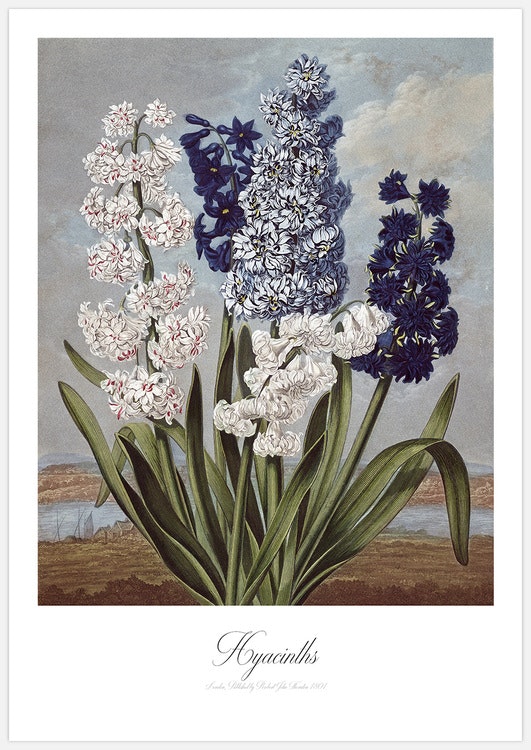 Hyacinths – Fine Art Print