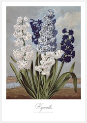 Hyacinths – Fine Art Print