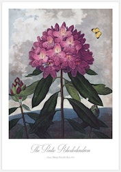 Rhododendron – Fine Art Print
