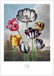 Tulips – Fine Art Print
