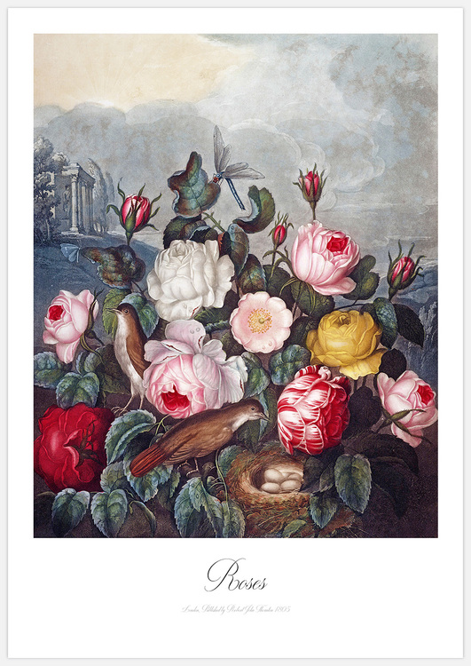 Roses – Fine Art Print