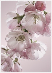 Cherry Blossom in Pink – Fine Art Print