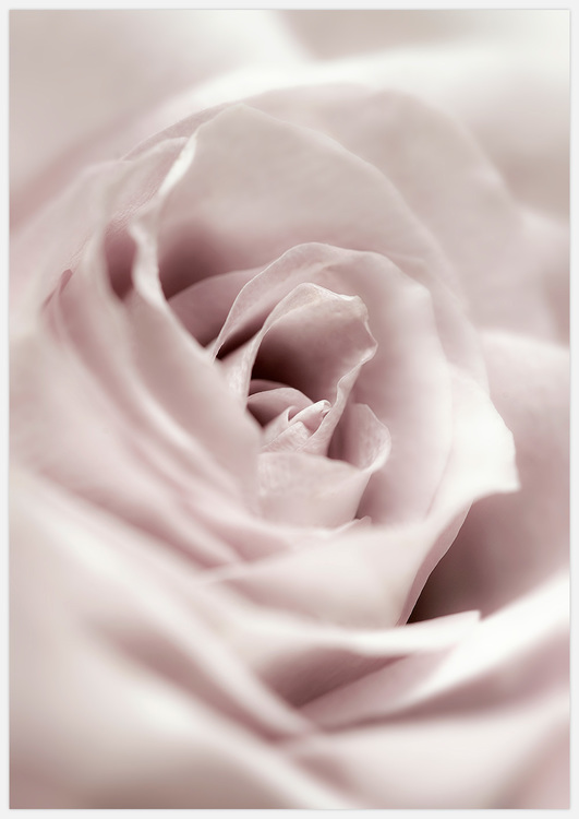 Rostavla rosa ros foto Insplendor Art Studio i Sverige.