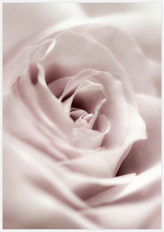 Soft Rose Art Print