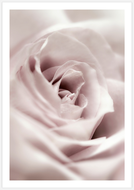 Soft Rose – Fine Art Print