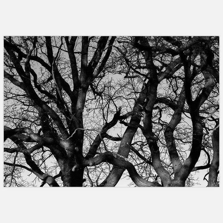 Beautiful Branches Art Print