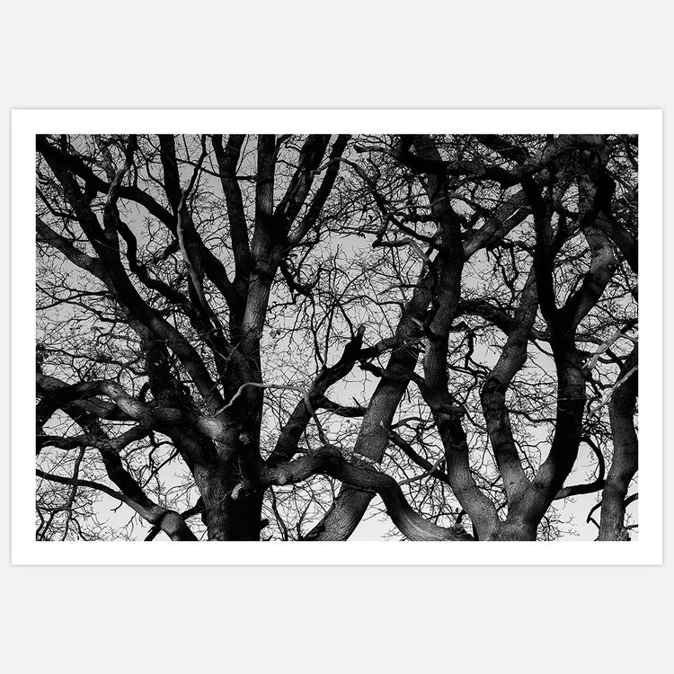 Beautiful Branches Art Print