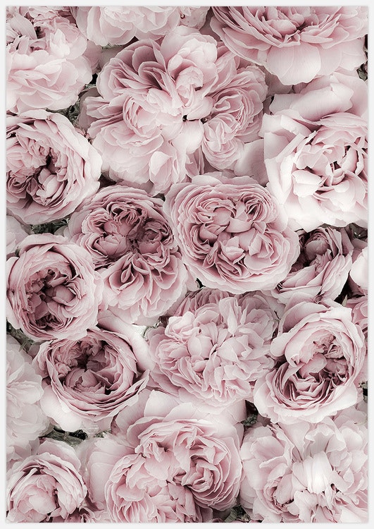 Pink Rose Bed Art Print