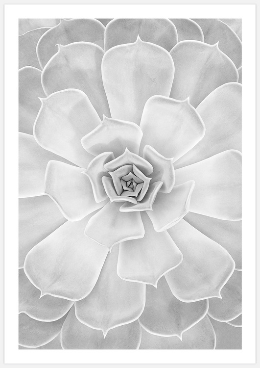 Light Succulent – Fine Art Print