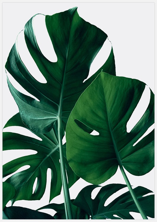 Monstera Art Print