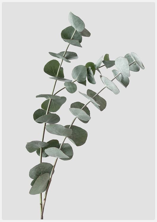 Eucalyptustavla, Tavla med Eucalyptus, Fotograferad av Insplendor Art Studio i Sverige.