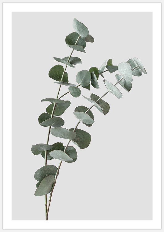 Eucalyptus 3 – Fine Art Print
